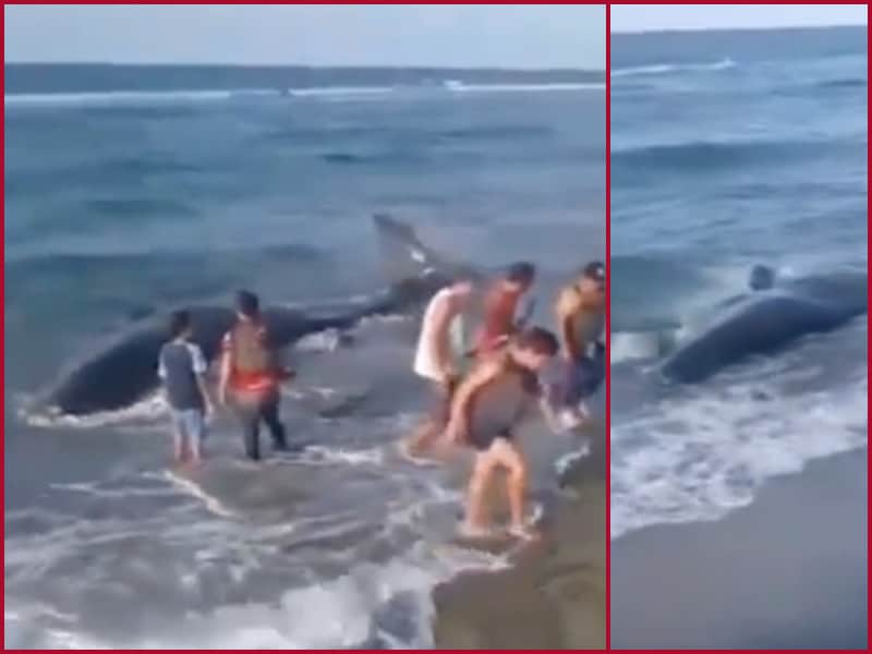 Encuentran sin vida a ballena jorobada en costas de Tabasco