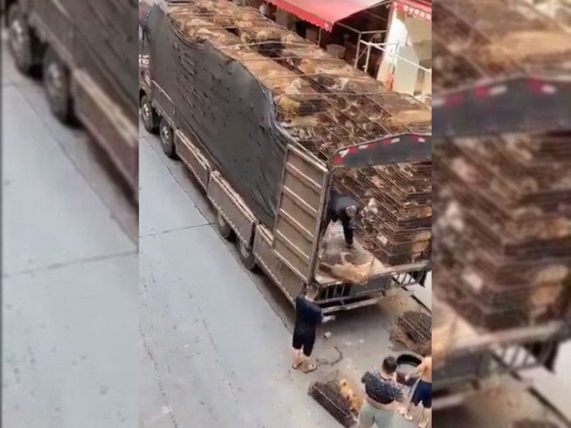 Jaulas con perros para su venta en mercado de carne son descargadas en China
