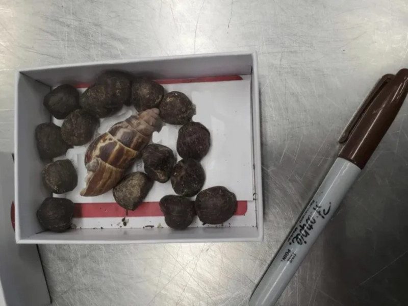 La policía del aeropuerto de Estados Unidos confisca heces de jirafa a una mujer que intentaba crear un collar con ellas