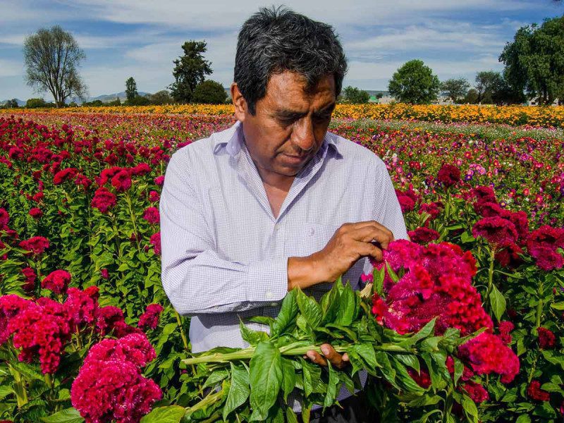 Se prepara en Hidalgo un festival inspirado en la flor de muertos
