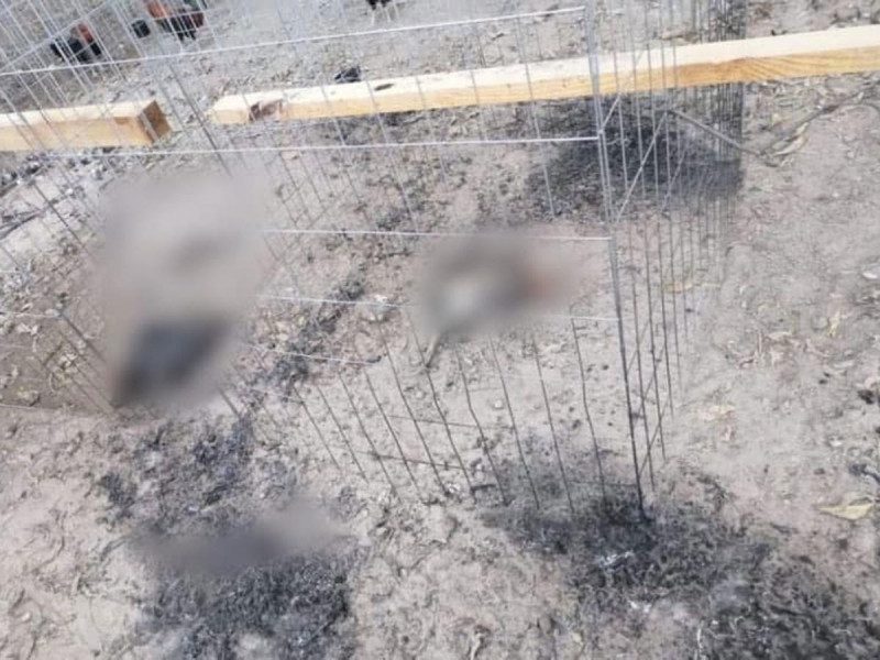 Atacan brutalmente a 50 gallos de pelea en Hidalgo como amenaza a empresario