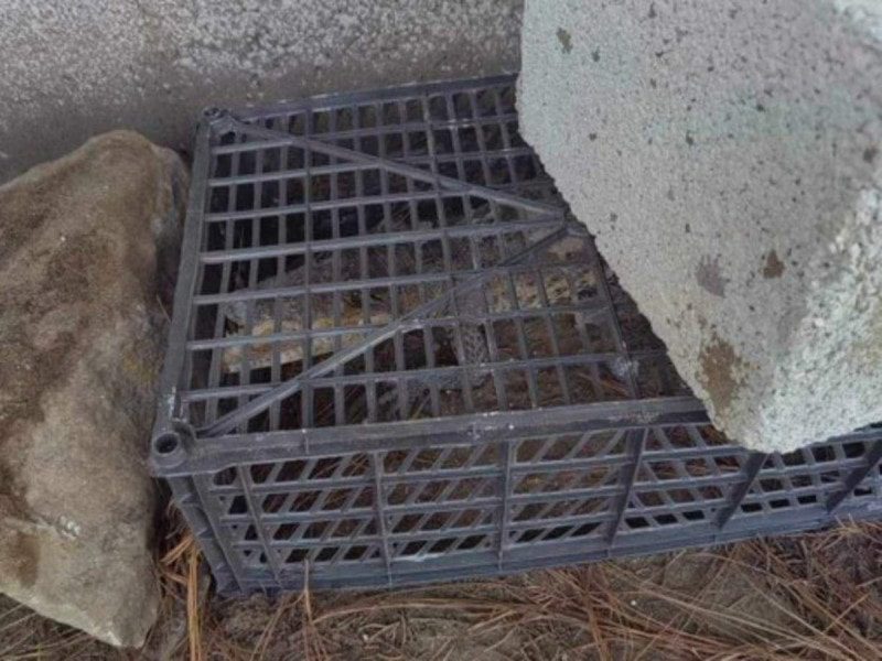 Atrapan a cocodrilo en un Jardín de Niños en Puebla