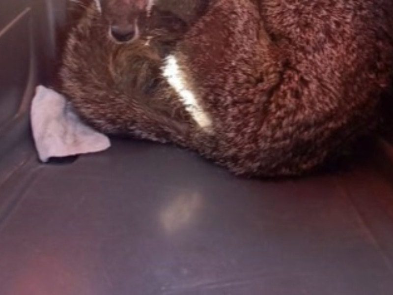 Algunos pensaron que era un coyote enroscado… ¿Que hacía en calles de la CDMX?