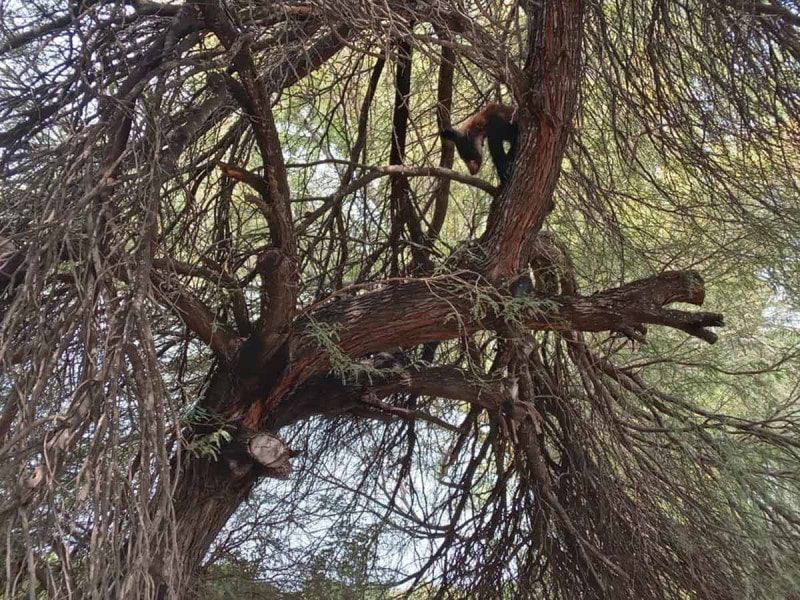 Descubren cachorro de oso negro desnutrido y deshidratado en un cementerio de Tamaulipas