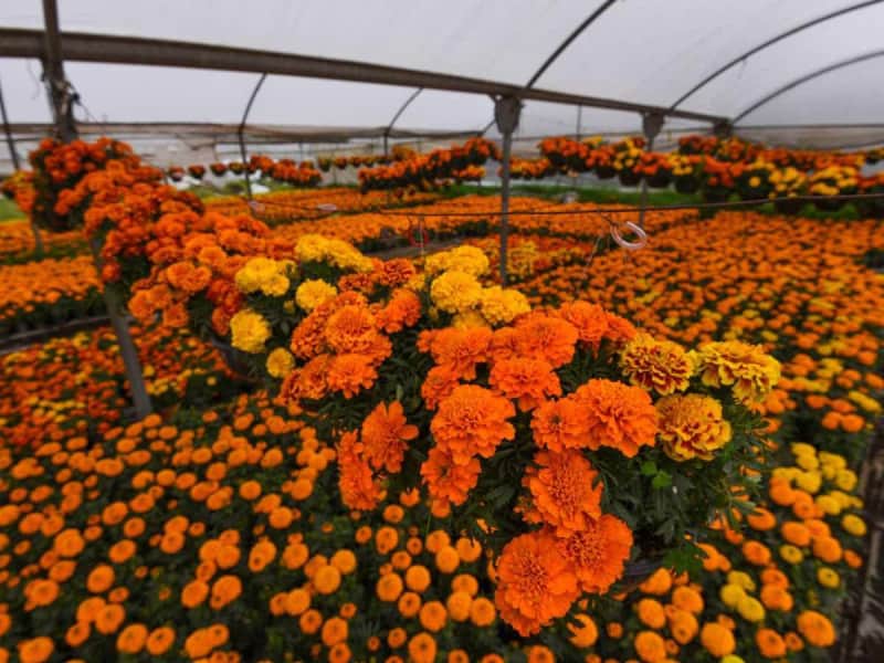 La Sedema anuncia la apertura de nuevos lugares de venta de flores de cempasúchil