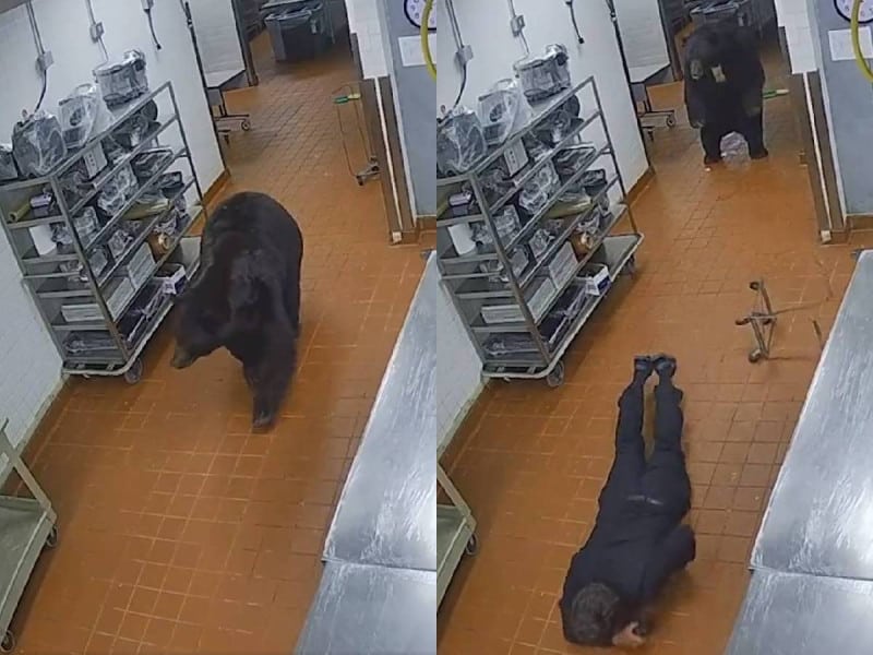 Un oso entra inesperadamente a un hotel y toma por sorpresa al guardia de seguridad, quien requiere atención médica