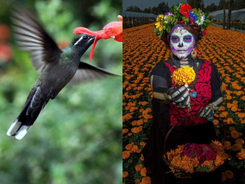 Los colibríes desempeñan un papel significativo en los altares del Día de Muertos, y a continuación te explicamos por qué