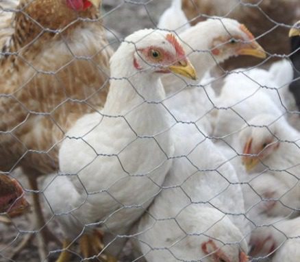 Genetistas logran que pollos no se contagien de gripe aviar