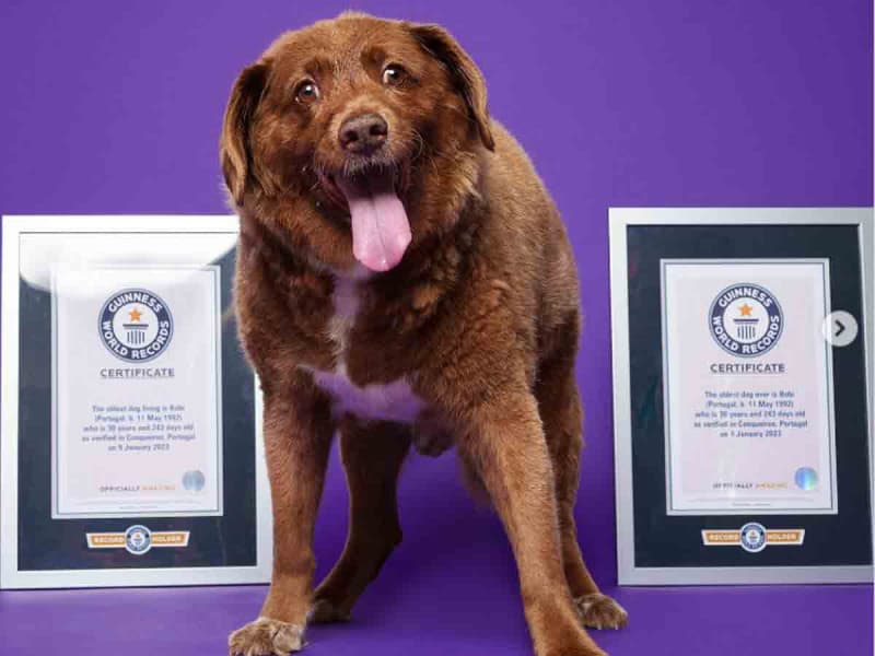 A los 31 años y 165 días, muere el perrito más longevo del mundo