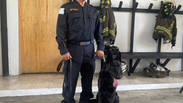 Lomitos son preparados por bomberos para labores de rescate