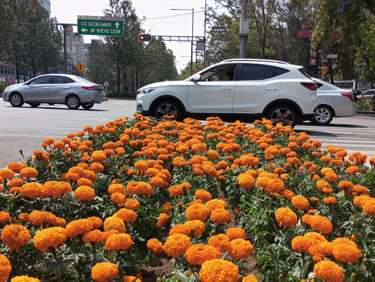 Aumenta un 765% la producción de flor de cempasúchil en la CDMX