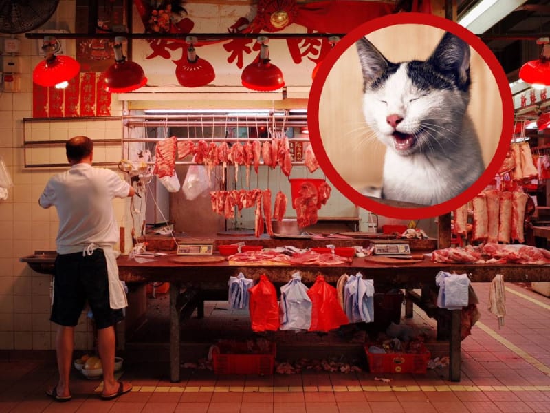 Rescatan a mil gatos que iban a ser vendidos como carne de cerdo y cordero