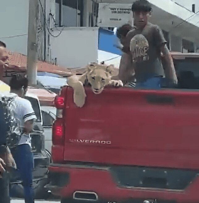 Sacan a pasear a león en Chiapas