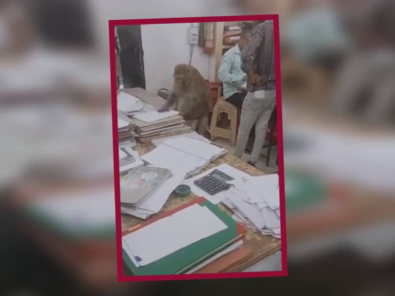 Mono ‘godín’ pone el ejemplo de cómo deben trabajar los funcionaruos públicos y se viraliza