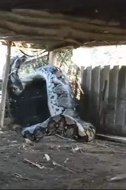 Capturan a una serpiente gigante en las cercanías de una casa mientras digería a su víctima