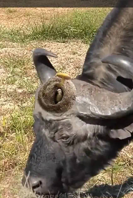 La imagen de un toro búfalo africano con un nido de pájaro en sus cuernos impacta en redes