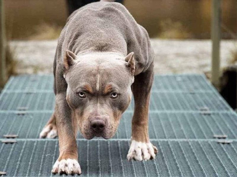 Una niña de dos años fallece a causa de un ataque de un perro pitbull en Colombia