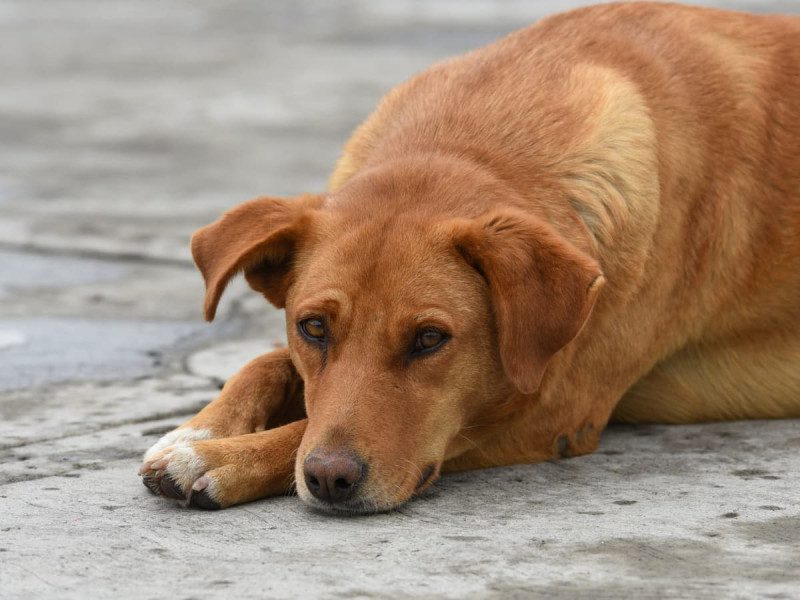 El PVEM celebra dictámenes a favor de los derechos de los animales