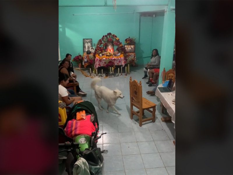 Perrito sorprende al bailar frente a una ofrenda, desafiando los pasos prohibidos