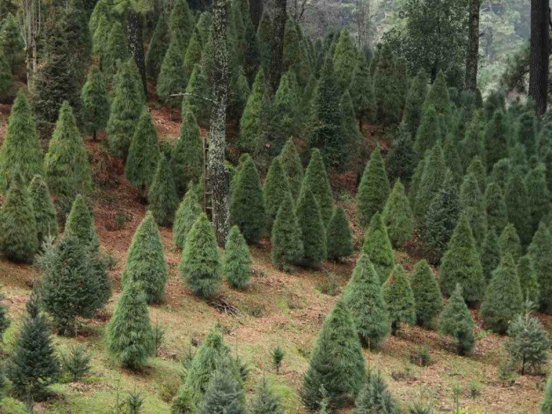 Inicia la venta de árboles navideños y nochebuenas en la zona del Ajusco