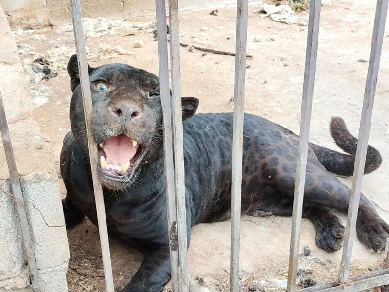 Niña es atacada por un jaguar; le arranca el brazo en un rancho de Chihuahua