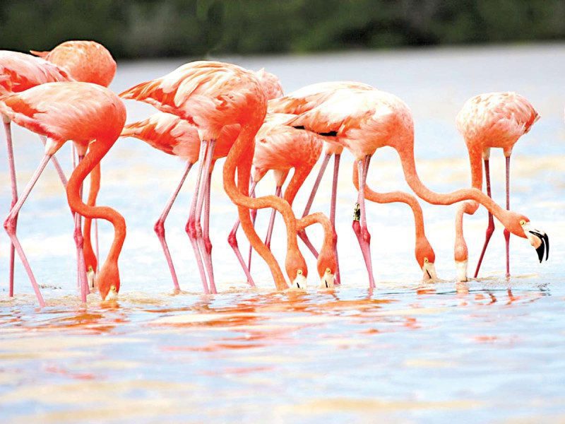 Colaboración Trinacional para la protección del flamenco rosado en América del Norte