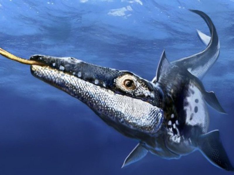 Descubren un nuevo fósil de mosasaurio en Nuevo León