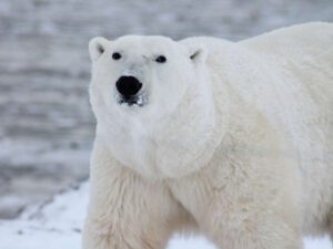 Los osos polares ajustaron su hábitat y dieta por la crisis climática, según científicos