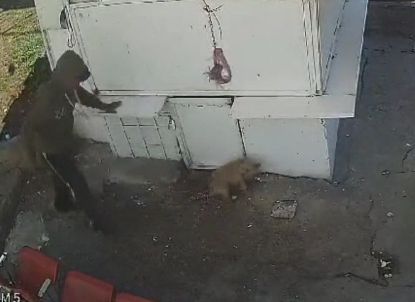 Golpea a lomito por ladrarle al camión de basura