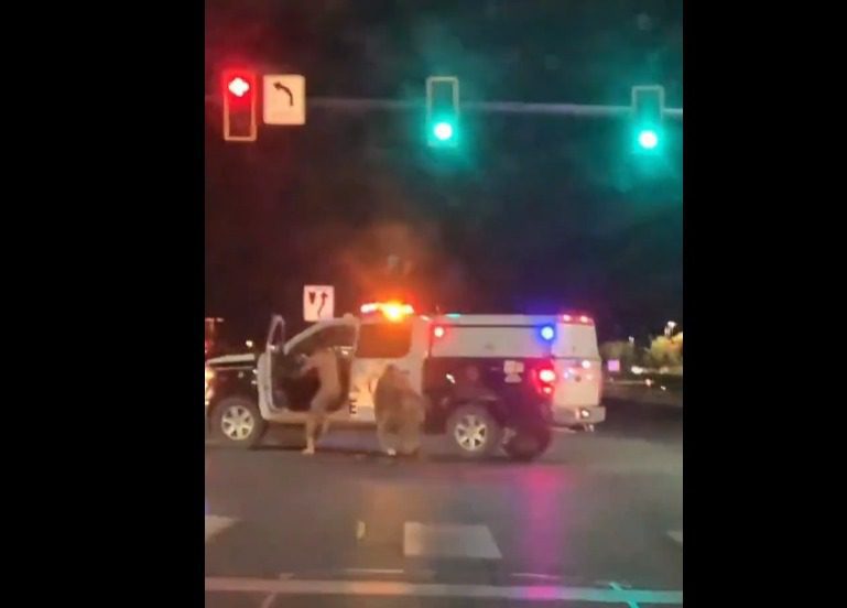 Un hombre desnudo roba y choca patrulla en Las Vegas