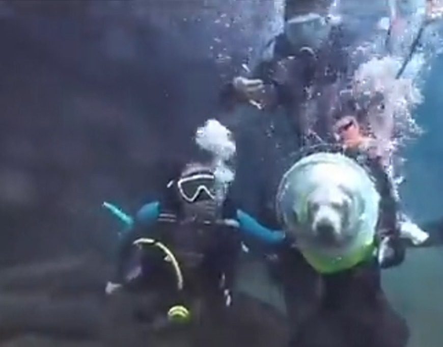 El vídeo de un perro buceando se vuelve viral