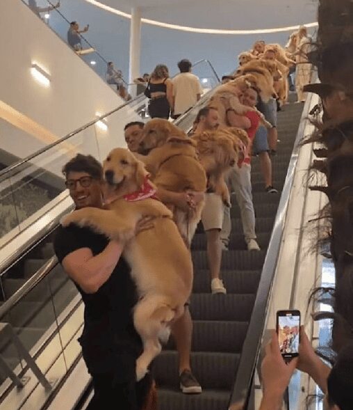Desfile de perros golden enloquece las redes