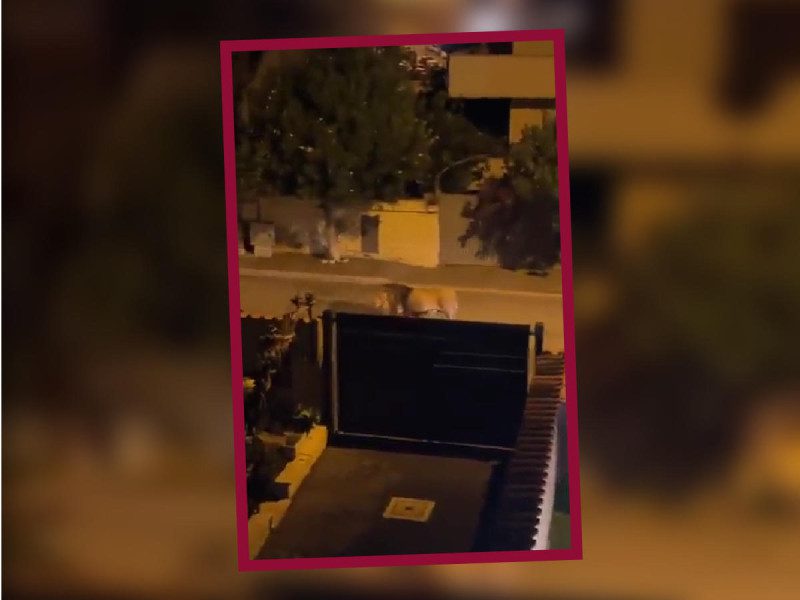 León causa pánico en una ciudad de Italia