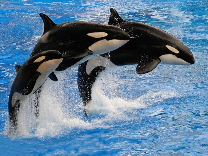 Un grupo de orcas ataca y hunde un yate en el Estrecho de Gibraltar