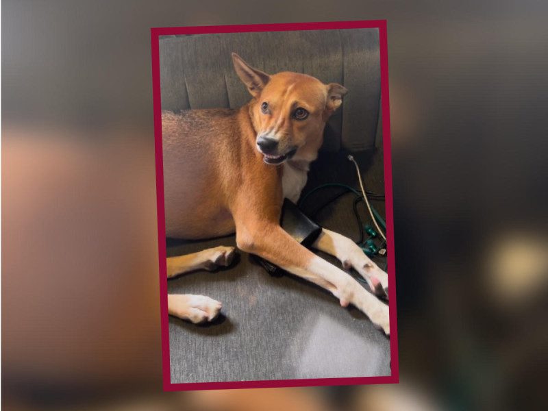 Perro se niega a entregar una billetera y se viraliza