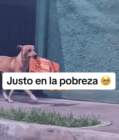 Perrito callejero se convierte en “ladrón” de pizza