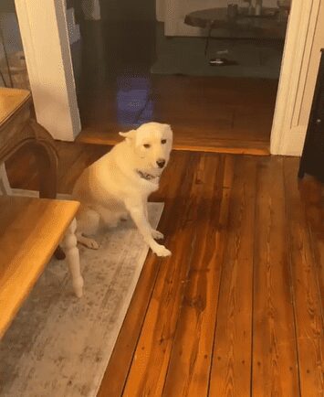 Lomito toma alcohol de su dueña y se emborracha