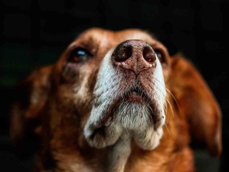 Mujer despierta del coma tras visita de su mascota; el animal fallece poco después