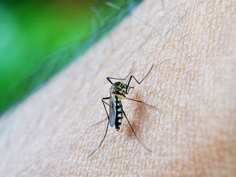 OMS alerta por aumento de malaria vinculado al cambio climático