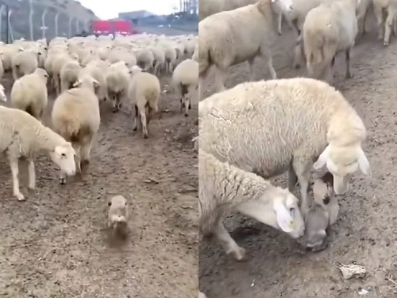 ¡Ternurita! Cachorro hace su debut como perro pastor