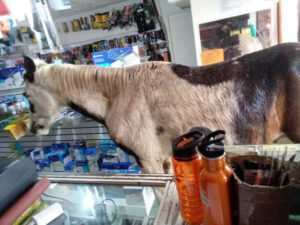 Curioso Incidente: Caballo se escapa y permanece en ferretería en Hidalgo hasta que aparece su dueño