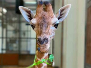 Fallece Fenn, la adorada cría de Jirafa del Zoológico de Carolina del Norte