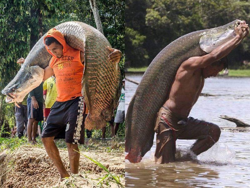 Pez de 200 kg amenaza especies en la Amazonia