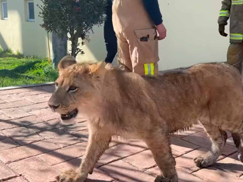 Rescatan a cachorro de león en el Estado de México
