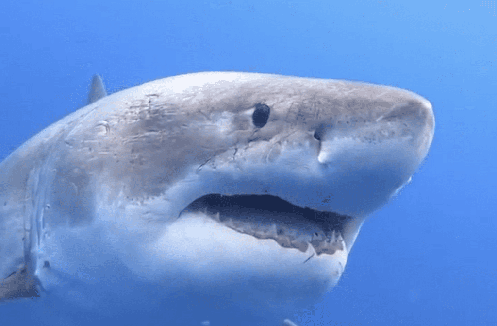Ataque mortal de tiburón en una zona de surf de Australia