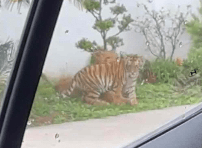 León y tigre son vistos jugando en la calle