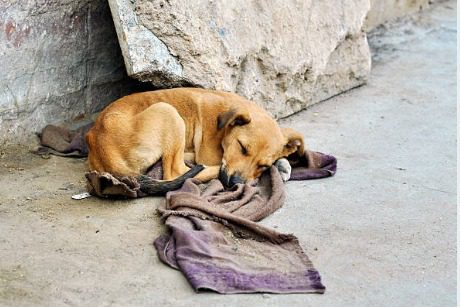 En CDMX aprueban unidades para protección animal