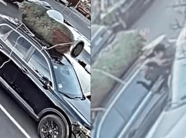Sujeto roba árbol navideño de una camioneta en estacionamiento