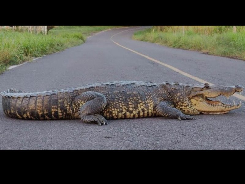 Cocodrilo sorprende a automovilistas en carretera de Veracruz