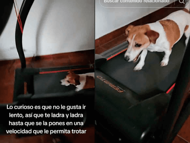 Perrita aficionada al ejercicio se enoja si la cinta de correr no va rápido